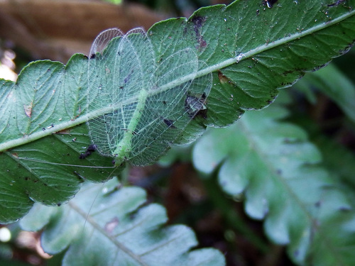 Ankylopteryx octopunctata