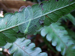 Ankylopteryx octopunctata
