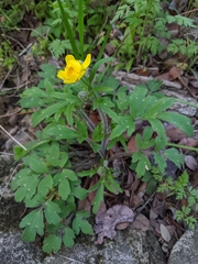 Ranunculus macranthus