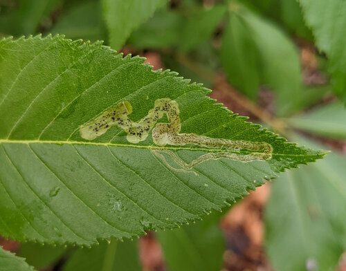 Unknown species found near Belhaven, Jackson, MS, USA