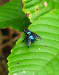 Hypopygiopsis