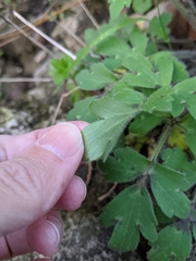 Ranunculus macranthus