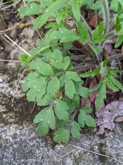Ranunculus macranthus