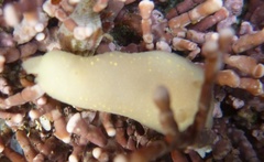 Cadlina modesta