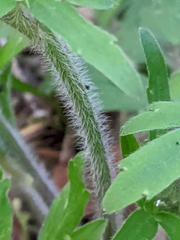Ranunculus macranthus