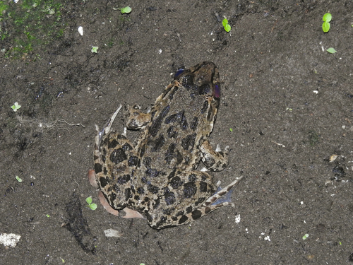 Fejervarya cancrivora