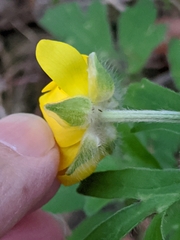 Ranunculus macranthus