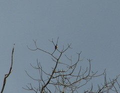 Microhierax fringillarius