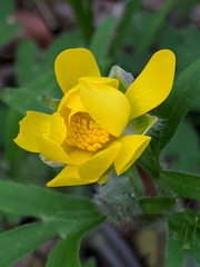 Ranunculus macranthus