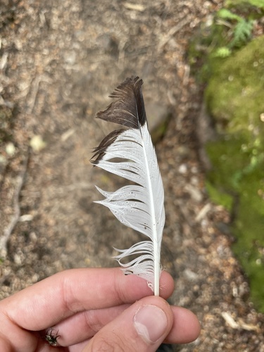 Plume de Martin triste