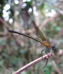 Euphaea ochracea