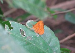 Tetragonus lycaenoides