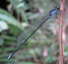 Pseudagrion pruinosum