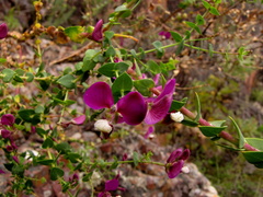 Polygala fruticosa