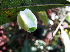 Daphnephila urnicola