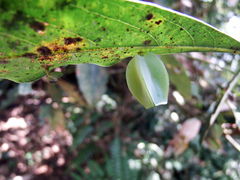 Daphnephila urnicola