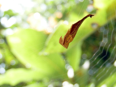 Arachnura melanura