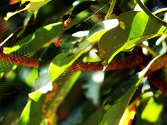 Arachnura melanura