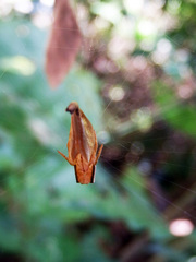Arachnura melanura