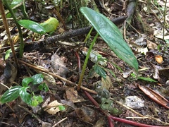 Peperomia hernandiifolia