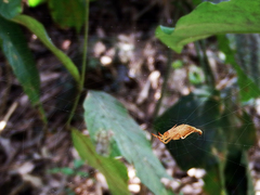 Arachnura melanura