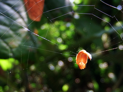 Arachnura melanura