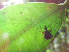 Paroplapoderus tristoides