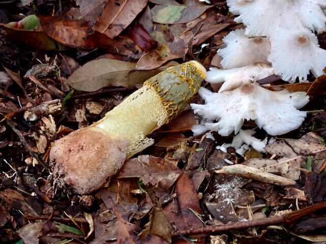 Phallus multicolor · March 2025 · photo: © kcbrisbane (iNaturalist, cc-by-nc)
