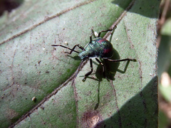 Eocanthecona formosa