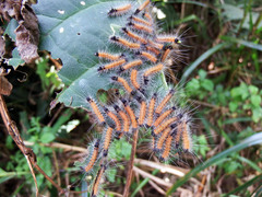 Spilarctia postrubida