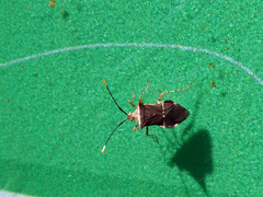 Cletomorpha simulans