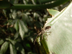 Tapirocoris annulatus