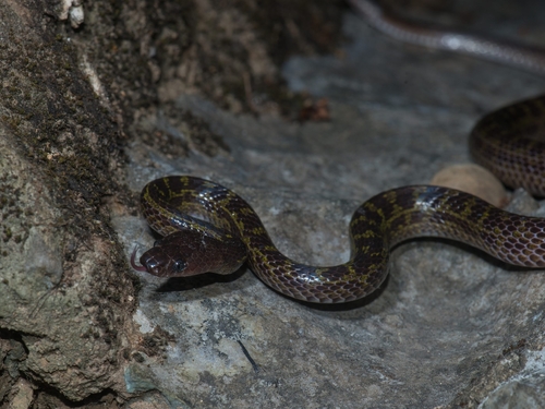 Photo of a Banks' Wolf Snake (Lycodon banksi)