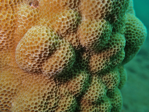 Porites brighami observed 2024-05-27