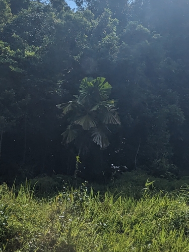Queensland Fan Palm (Licuala ramsayi)