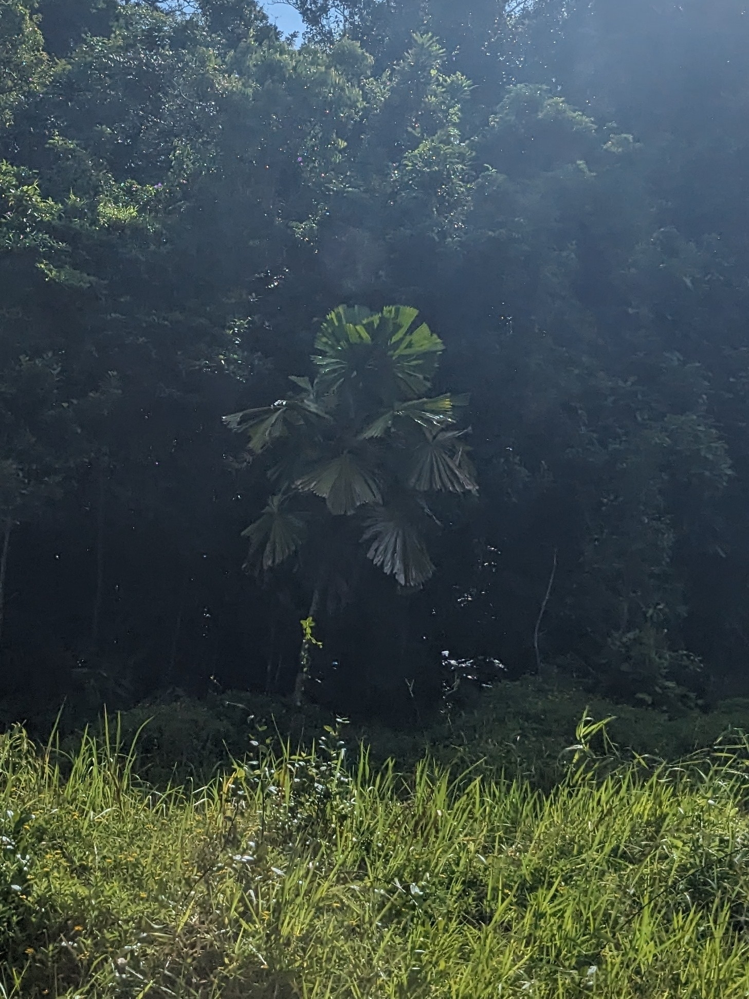 Queensland Fan Palm (Licuala ramsayi)