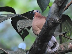 Phapitreron leucotis