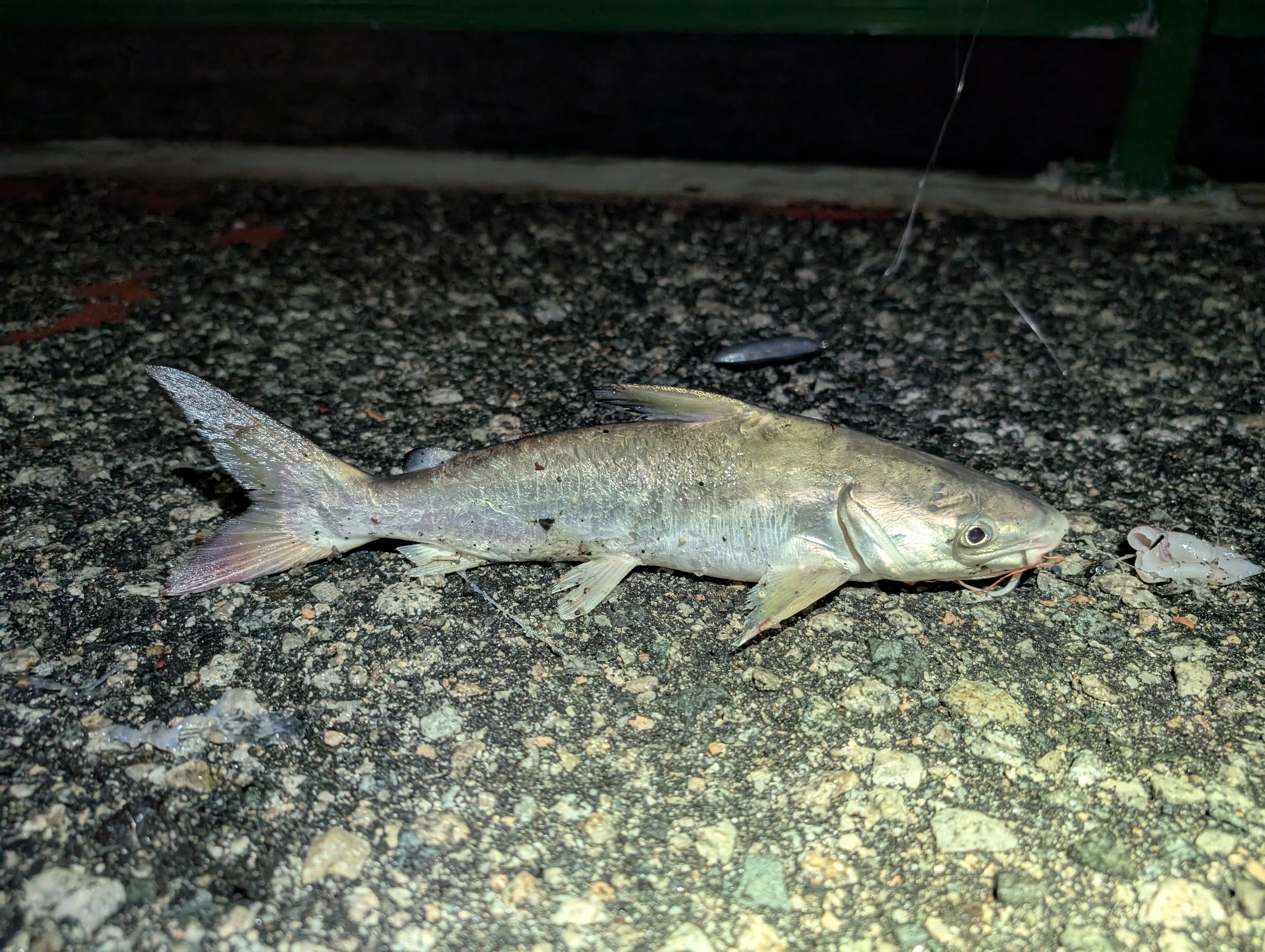 Shieldheaded Catfish photo 6