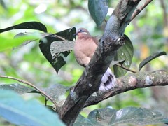 Phapitreron leucotis