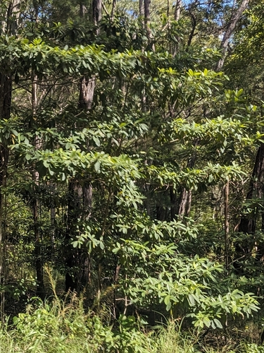 Hard milkwood (Alstonia muelleriana)