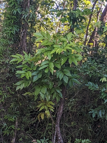 red oak (Carnarvonia araliifolia)