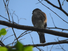 Accipiter virgatus