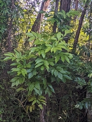 (c) Matt B, some rights reserved (CC BY) Carnarvonia araliifolia, photograph (c) Matt B, some rights reserved (CC BY)