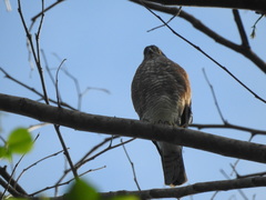 Accipiter virgatus