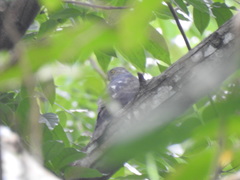 Accipiter soloensis