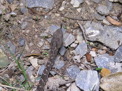 Bothrops pubescens