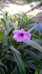 Ruellia simplex