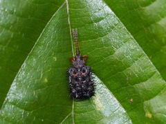 Dactylispa insulicola