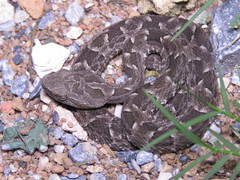 Bothrops pubescens