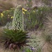 Lobelia deckenii 2